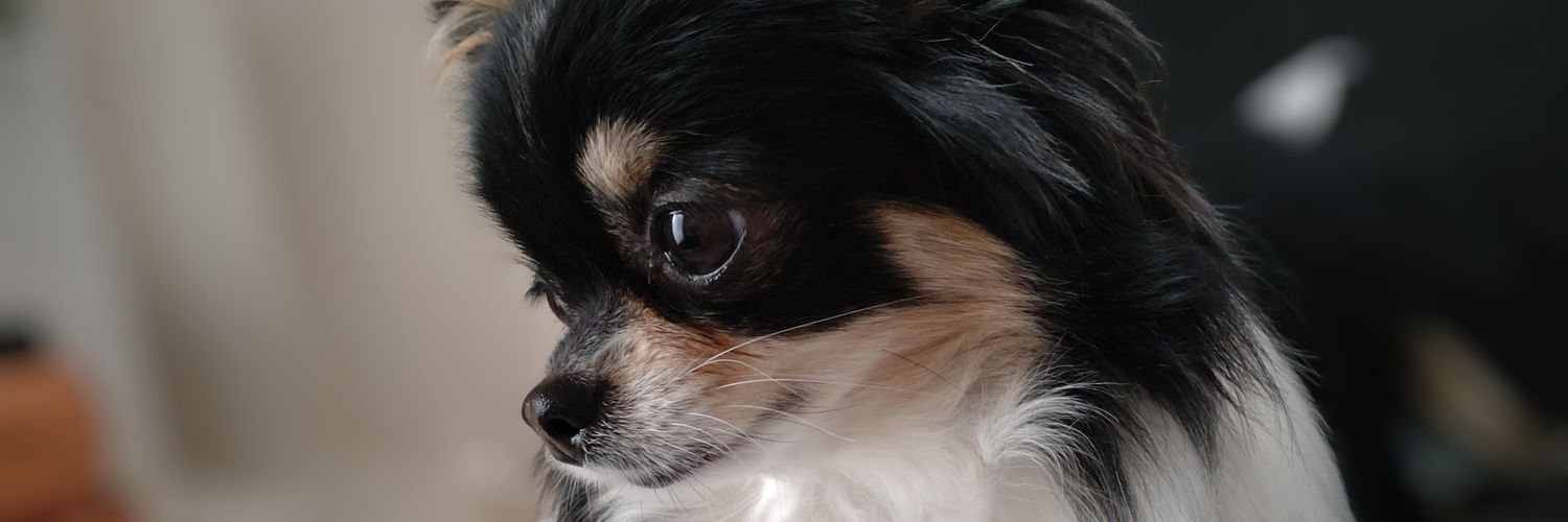 noritomochin's profile banner image
