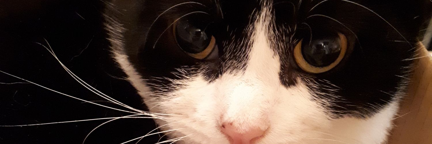PaigeJoy1's profile banner image