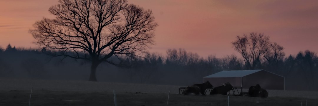 witlessx's profile banner image