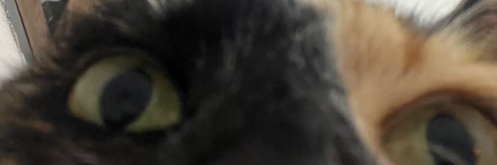 ccamiaparicio's profile banner image