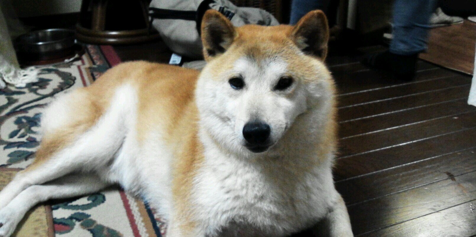 🐺のりくま🐸⛑️ banner