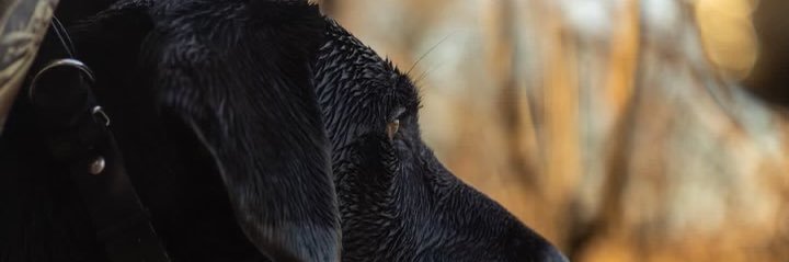 baxterctuten's profile banner image