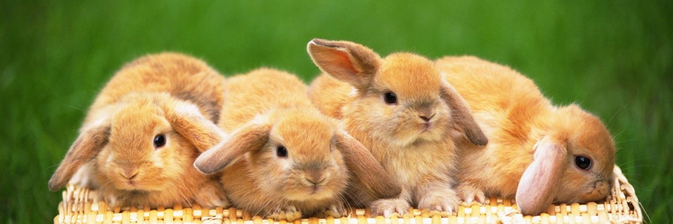 蜂に刺された熊っちょ(アンチニチアサヒロイズム) banner