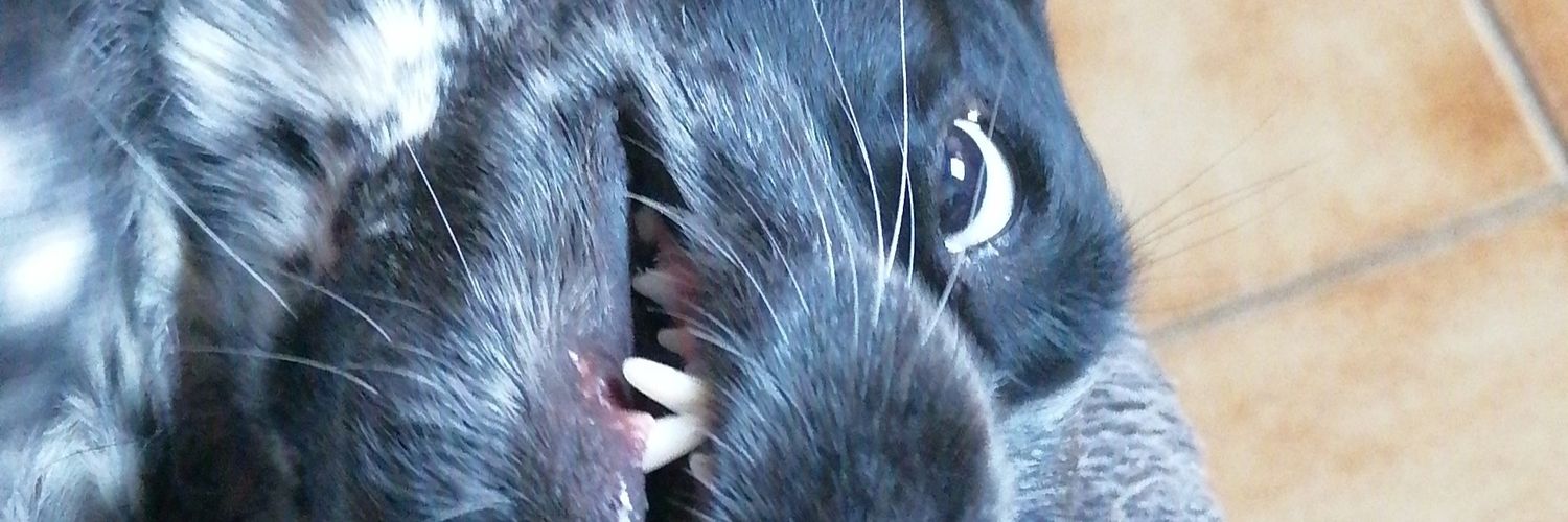 ChuckUuu's profile banner image