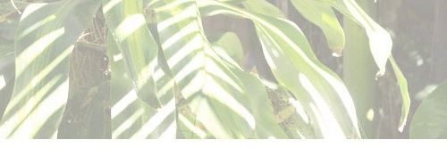 GisellexAdkins's profile banner image