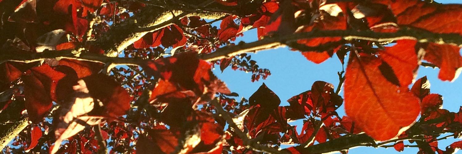 Heather_R_White's profile banner image