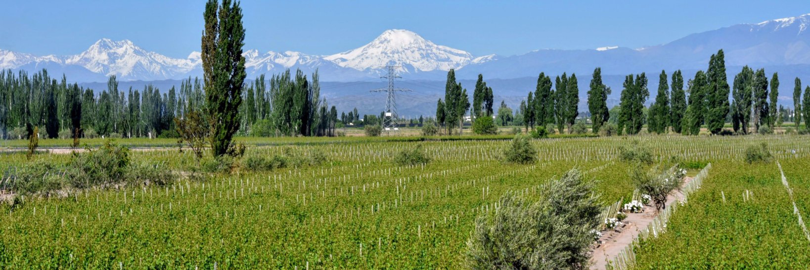 Bodega Matervini banner