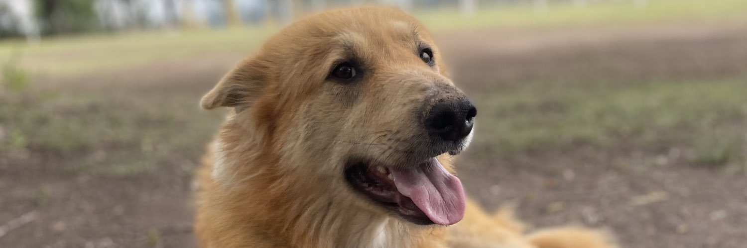 samufalcone22's profile banner image