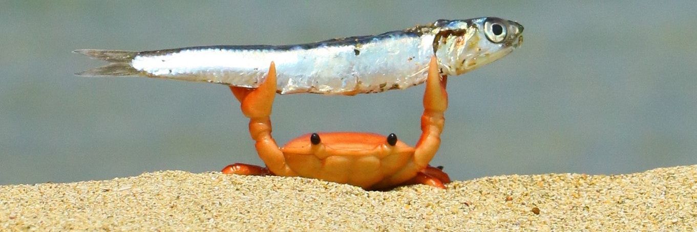 Grandaddy Issues banner