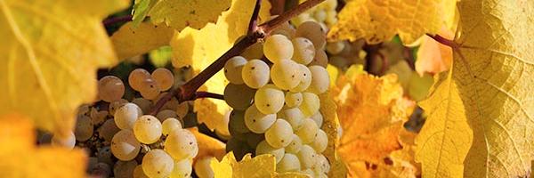 rieslingrevival's profile banner image