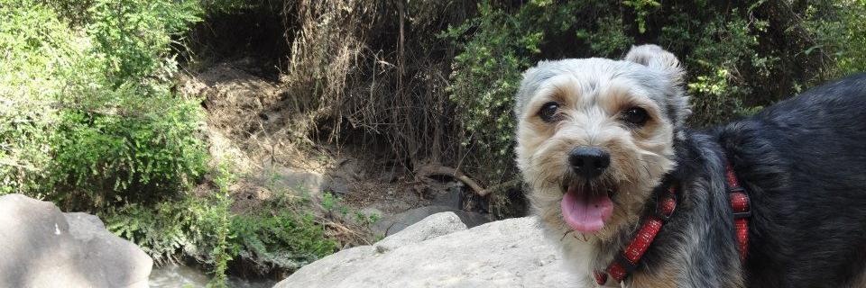 danielajh's profile banner image