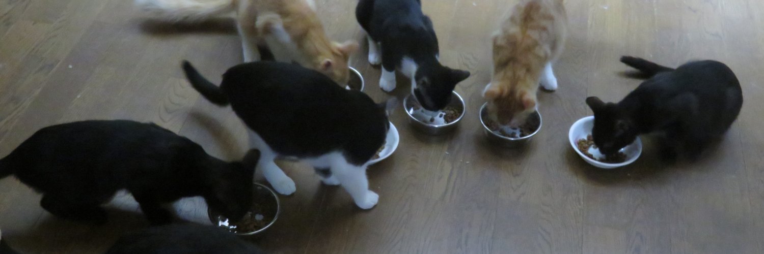 ねりまねこ banner