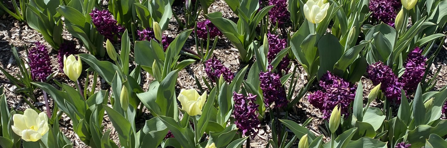 Allison Eberly banner