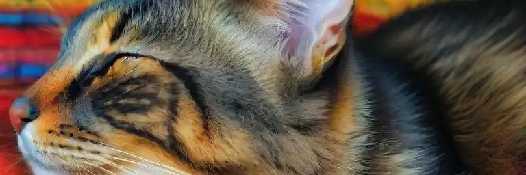 CancerMadScientist banner