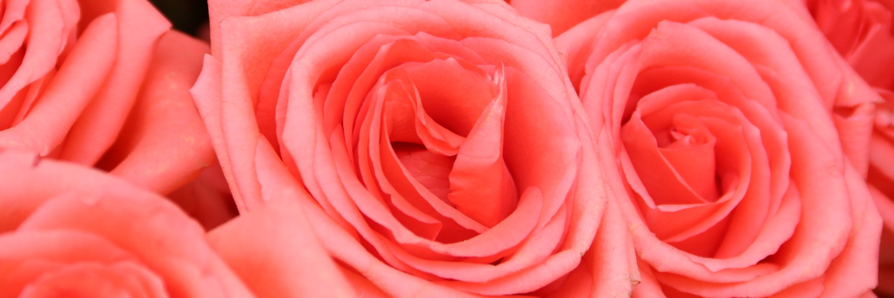 Aderonke Wilson banner