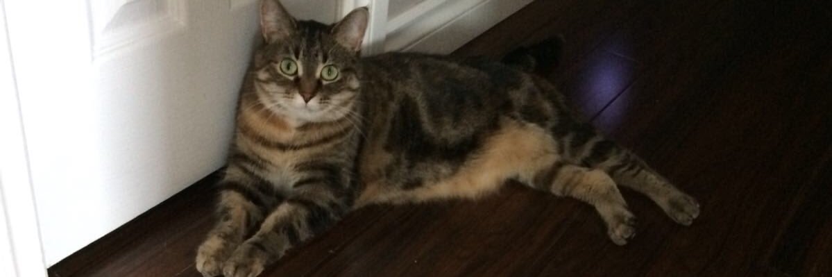 cherbear314's profile banner image