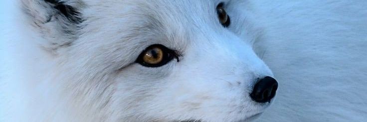 crowkeep's profile banner image