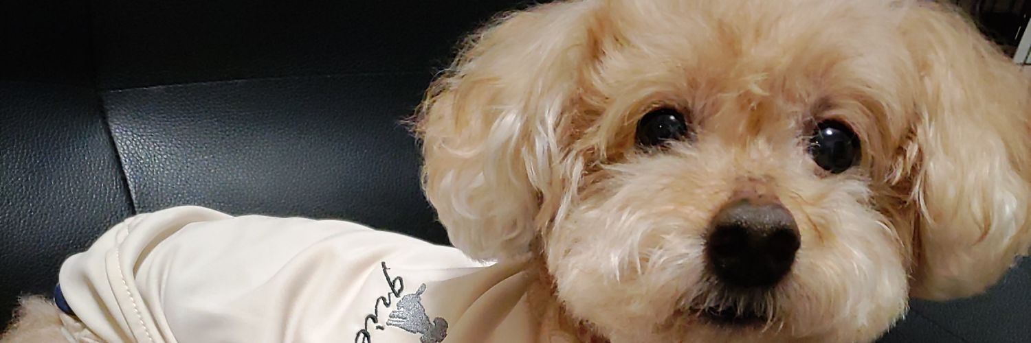 012happybear's profile banner image