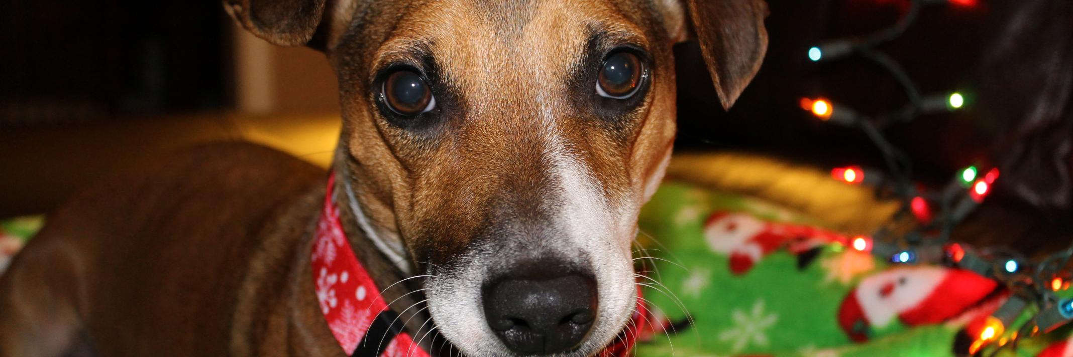 Daisy_Dog313's profile banner image