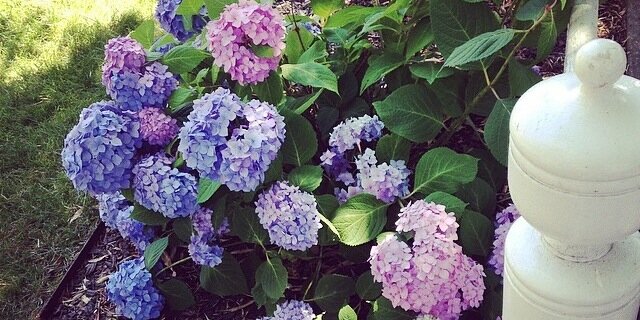 petitmarnier's profile banner image