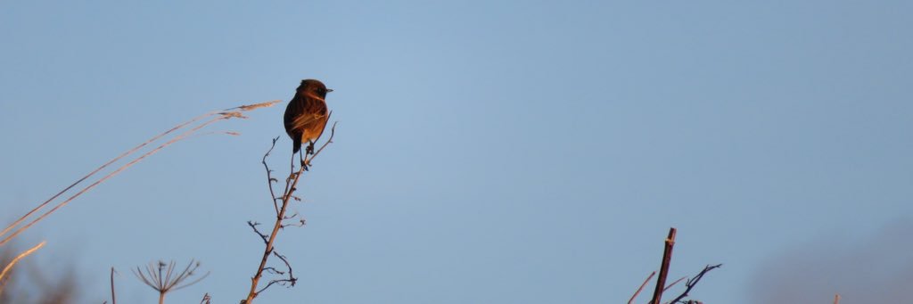 WhitcherWild's profile banner image