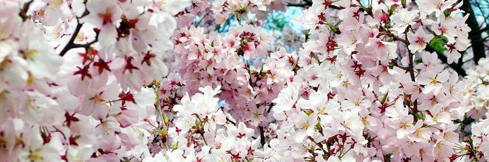 164☆Hiroshi☀️ banner