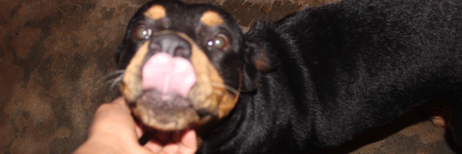 sauldeleon0's profile banner image