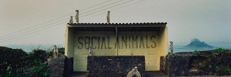 socialanimalspt's profile banner image
