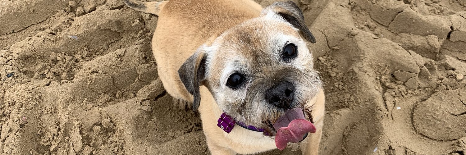 Willow 🐾🌈 banner