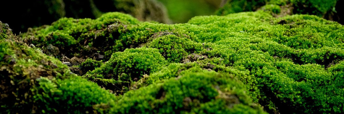YogurtMusk's profile banner image