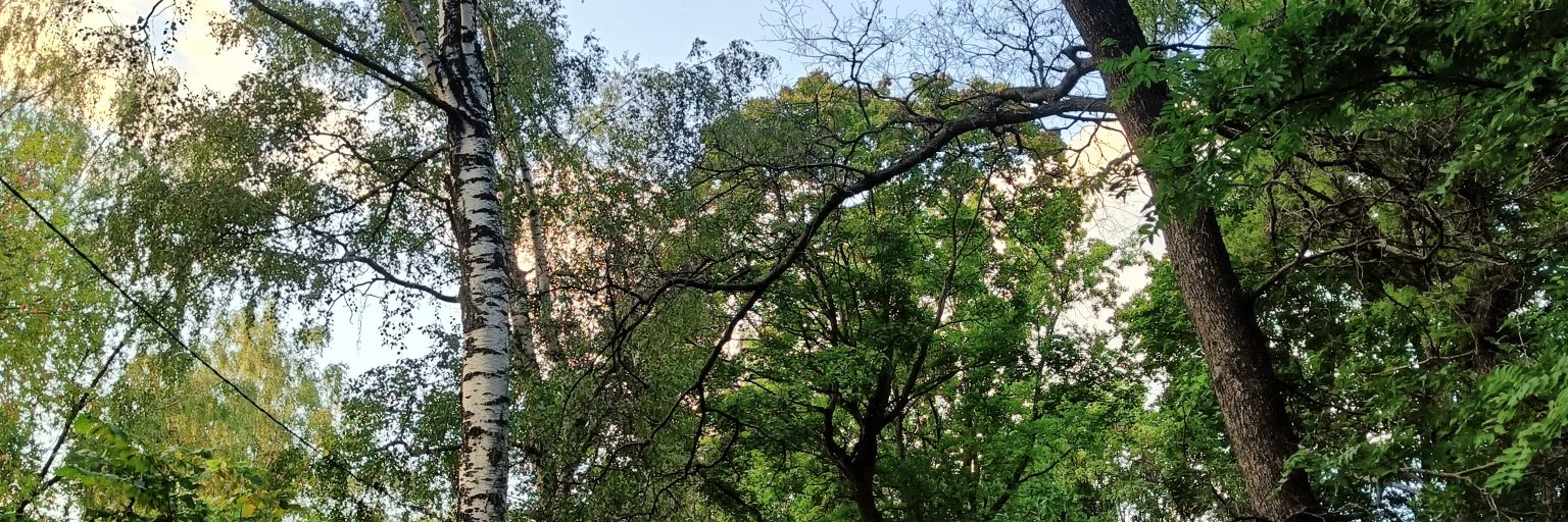 zen 🫂💚 banner