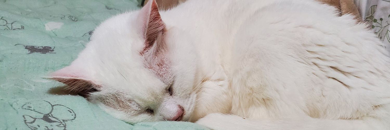 uchinekodarake's profile banner image
