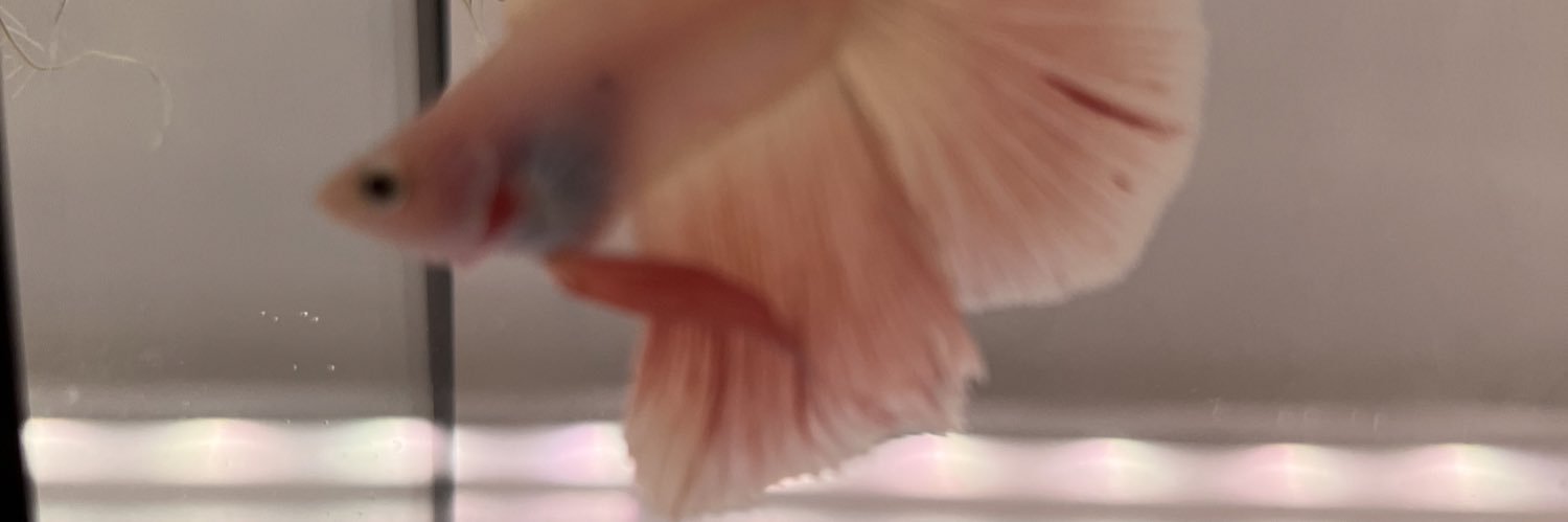 betta_crystal's profile banner image