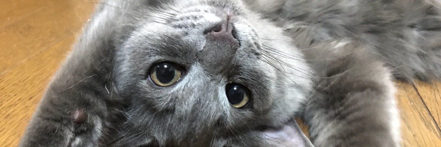 jorydancemaxam's profile banner image