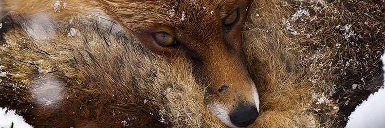 Swissjack61's profile banner image