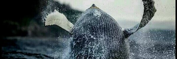 twillingate Profile Banner