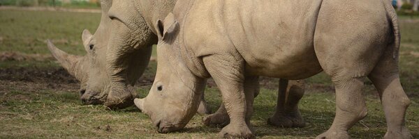 CotsWildTweets Profile Banner