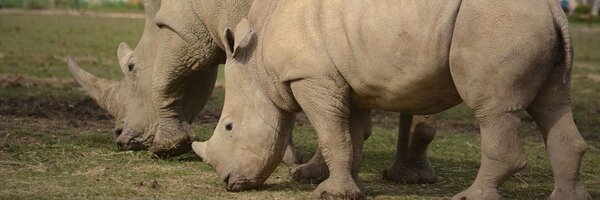 CotswoldWildlifePark Profile Banner