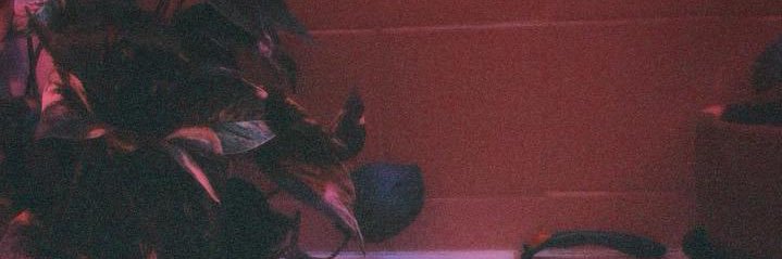 dessamore 🍄☁️ banner