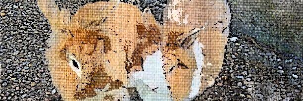 EvaScheller's profile banner image