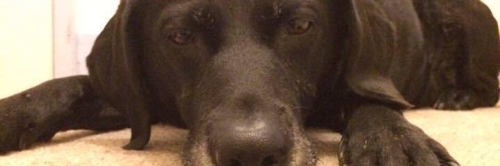 Bellabonkers3's profile banner image