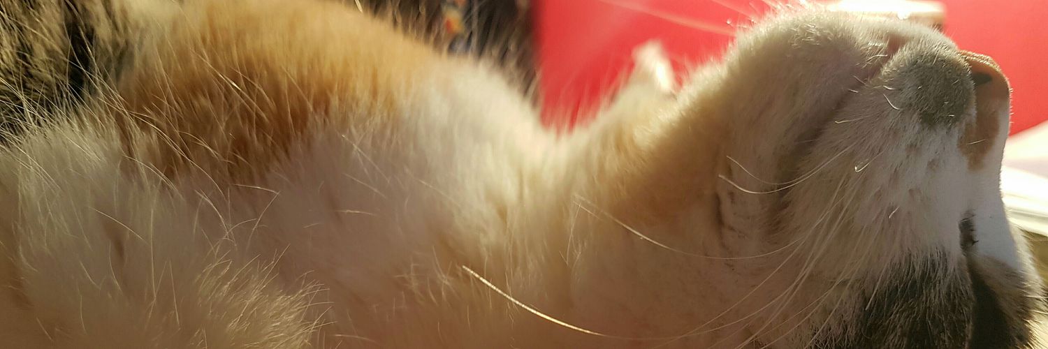 JadeRomanRahiil's profile banner image