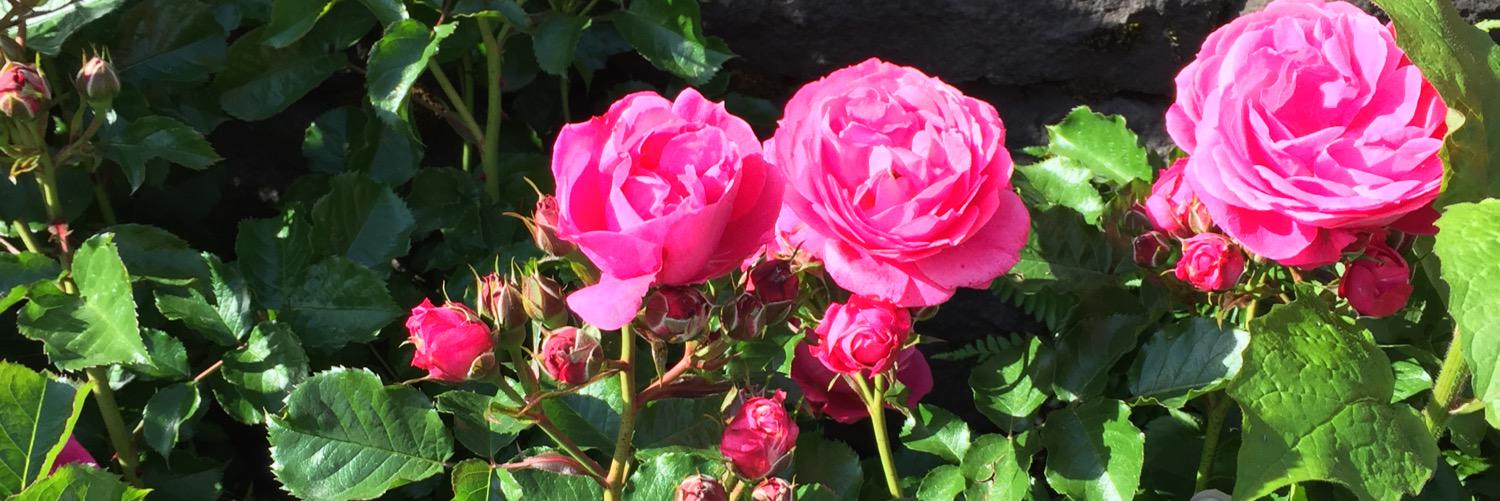 AngelaKim511's profile banner image