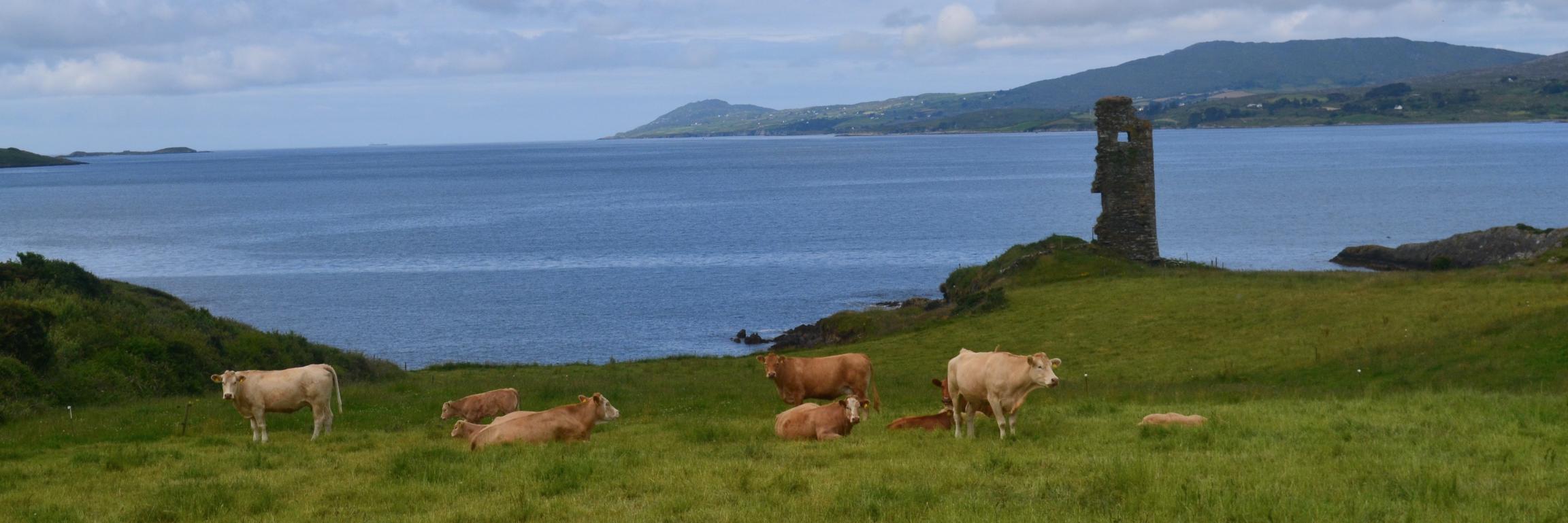 Activity Days Ireland banner