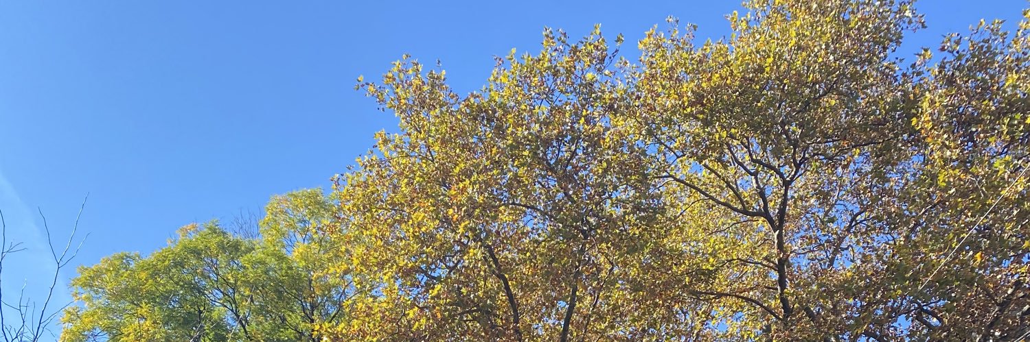 bigmarleece's profile banner image