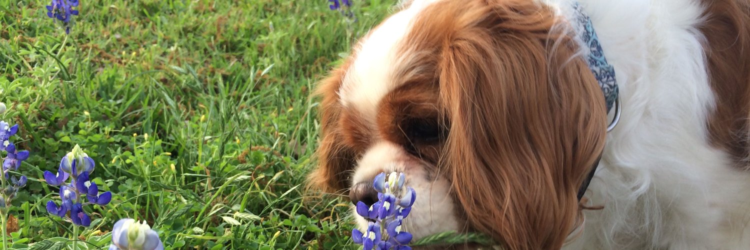 Lesley Fields banner