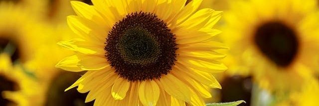 Beaa_Hdez's profile banner image