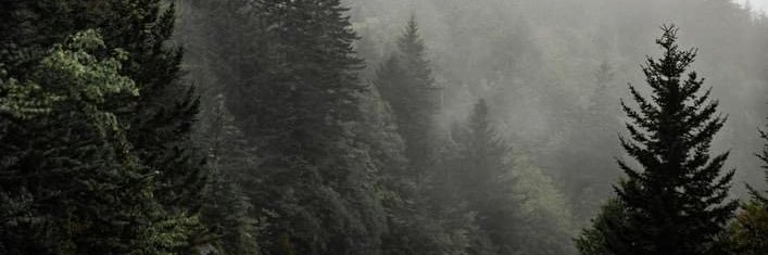 Bre 🐞 banner