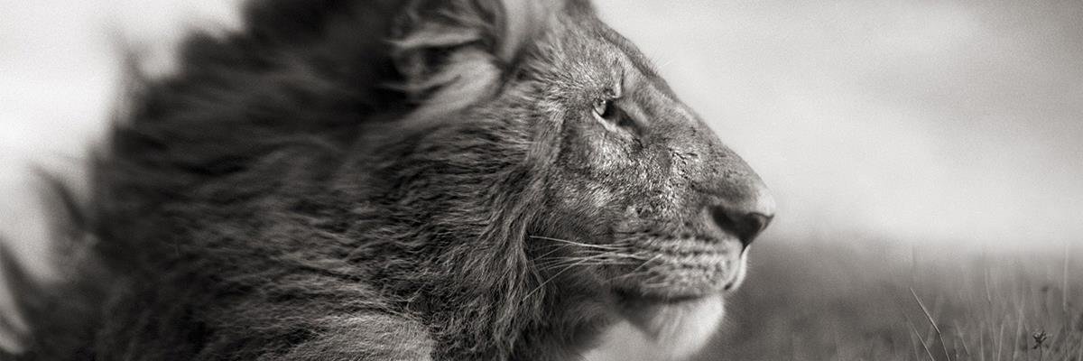 KeeNokeeNo_'s profile banner image