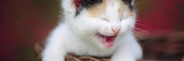 gr8laughter Profile Banner